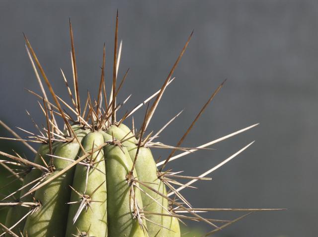 Por-qué-los-cactus-tienen-espinas-2